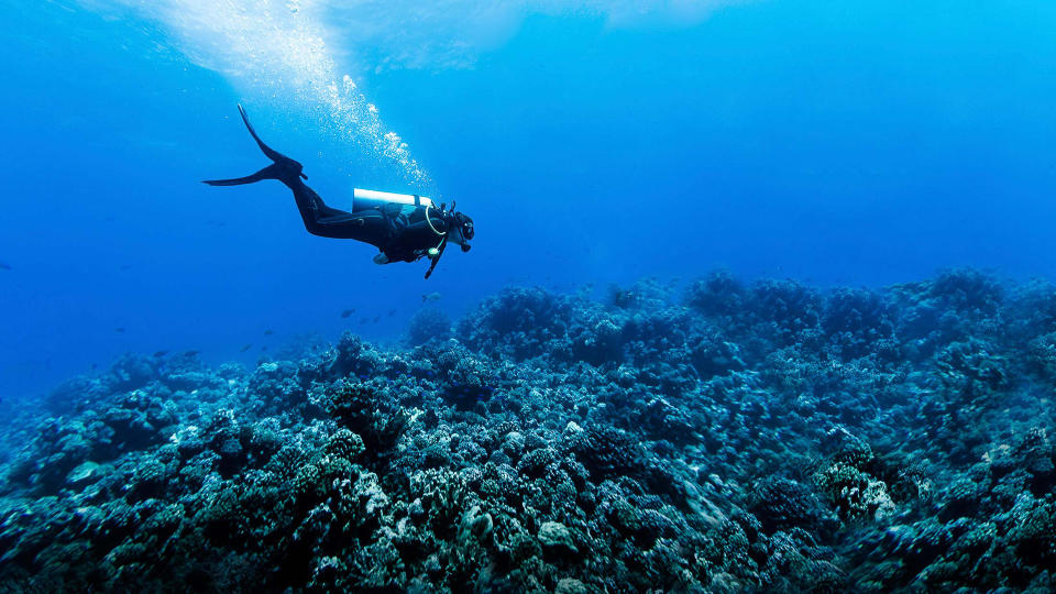 Deep-Sea Diving, Fish, French Polynesia - Stock image, Rangiroa Atoll, Scuba Diving, Underwater Diving, Woman Scuba Diving Over Huge Reef in Rangiroa