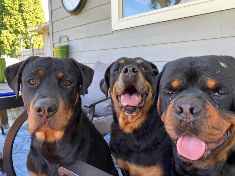 When a local family’s three pet rottweilers got out, they took to social media for help. But they soon discovered the worst, when they were informed two of their dogs were shot and killed by deputies. Photo from the Facebook page of the close family friend, reporting information on the family’s behalf.