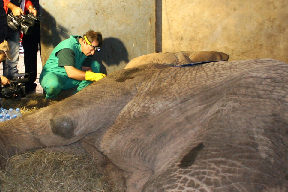 Safari dentist