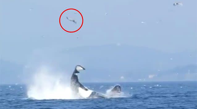Whale's tail punts unlucky seal 25 metres into the air