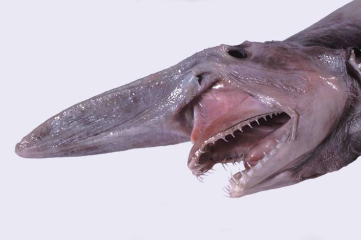 <div class="inline-image__caption"><p>Head of a goblin shark on display at a muesum in Australia. </p></div> <div class="inline-image__credit">Dianne Bray / Museum Victoria</div>