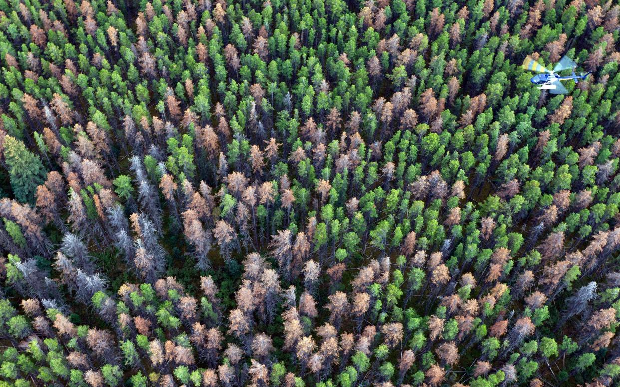 Researchers survey dead trees in British Columbia, Canada - getty