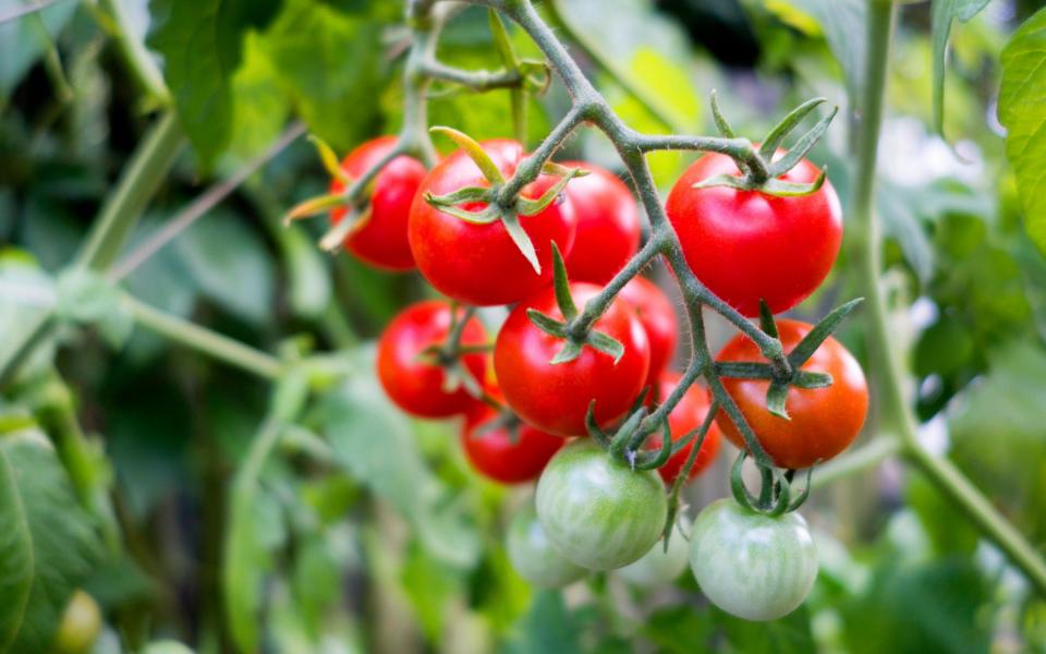 Tomato plants - Alamy Stock Photo