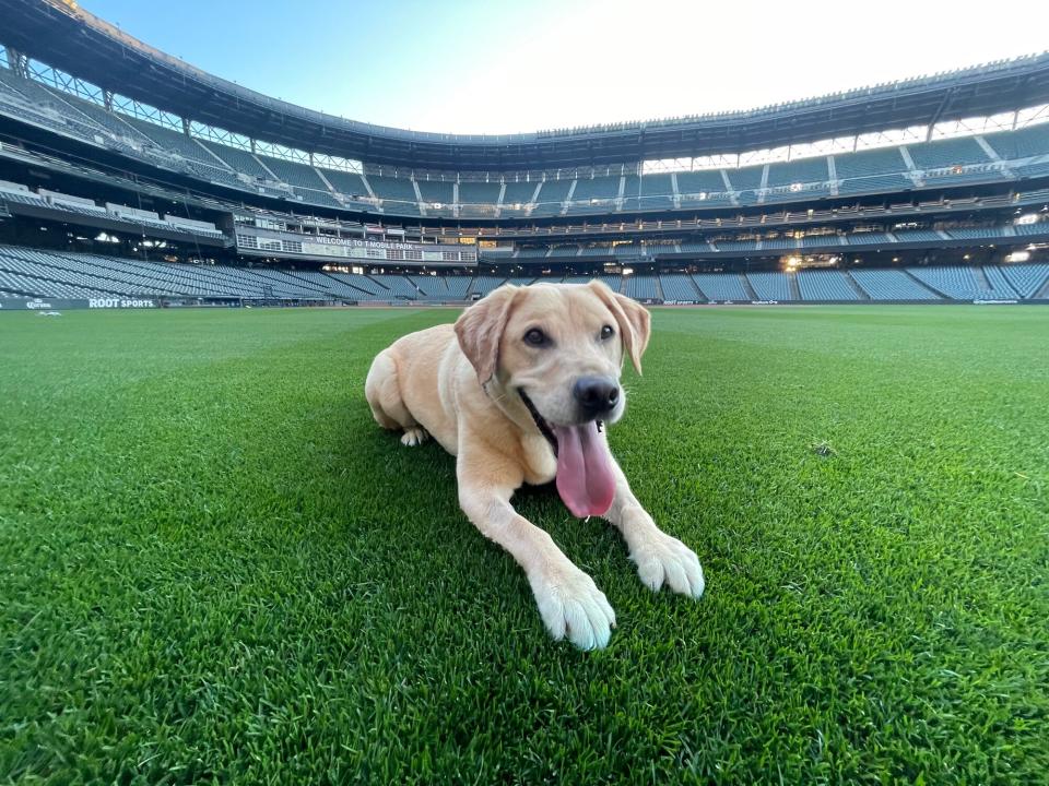 Seattle Mariners Adopt Dog
