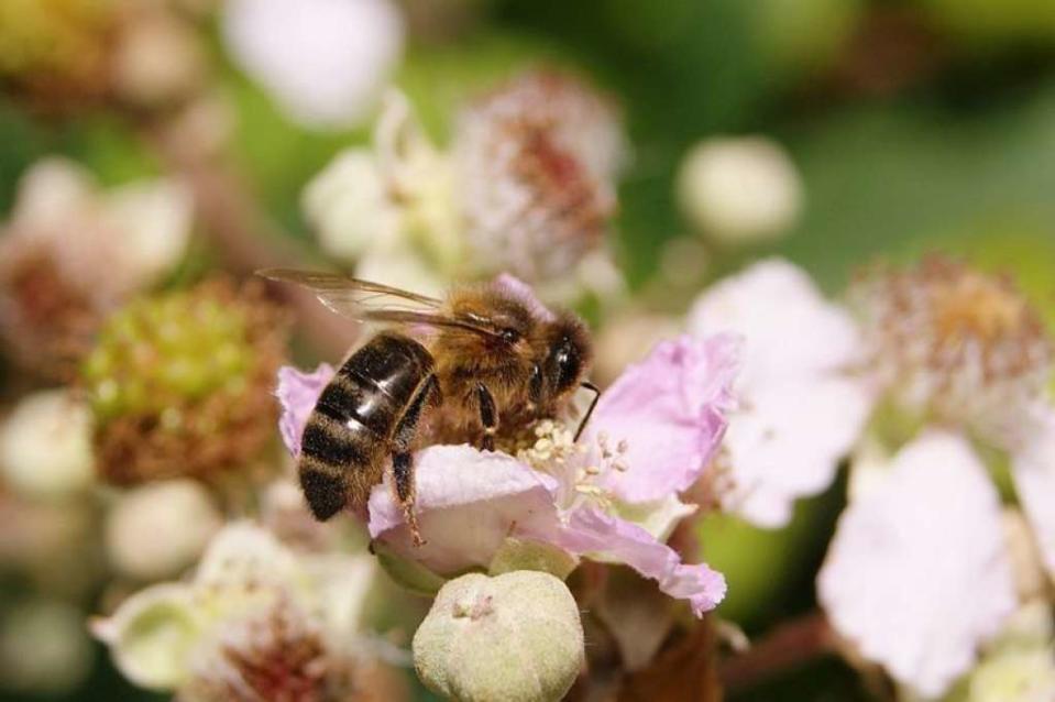 1970 - Moment à partir duquel les abeilles ont commencé à disparaître, même si c'est surtout le cas depuis la fin des années 1990. En cause, les parasites, virus, bactéries; la dégradation de leurs habitats, mais surtout, le réchauffement climatique, qui modifie la structure des plantes et des fleurs pollinisées.