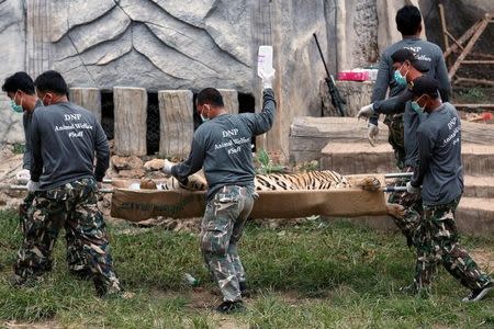 A sedated tiger is stretchered as officials start moving tigers from Thailand's controversial Tiger Temple, a popular tourist destination which has come under fire in recent years over the welfare of its big cats in Kanchanaburi province, west of Bangkok, Thailand, May 30, 2016. REUTERS/Chaiwat Subprasom