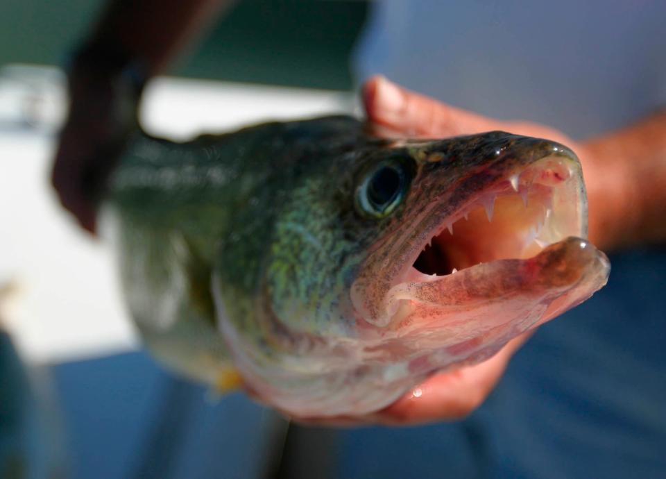 On a few Oklahoma lakes, walleye have found a home. Broken Bow is an excellent walleye lake as is Canton, where the walleye rodeo begins Thursday.
