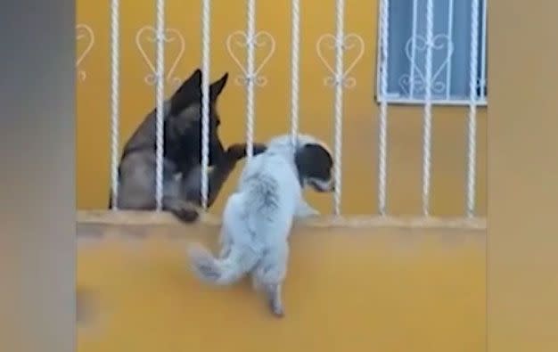 The German Shepherd ushers the smaller dog through using a paw. Source: Facebook/Edith Govea