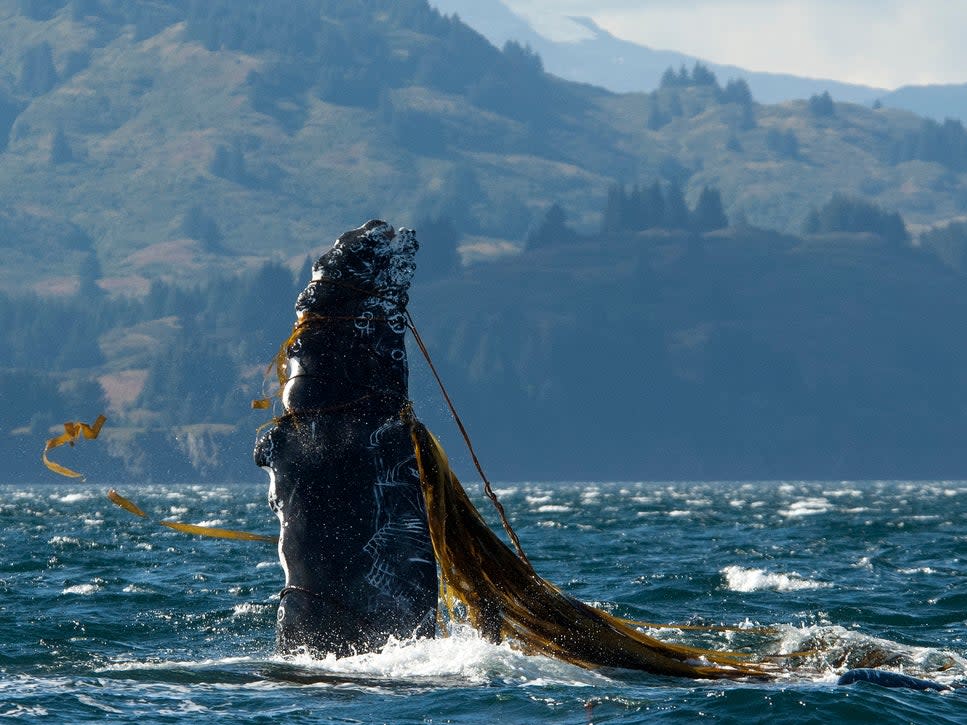 Over 50 humpback whales were entangled off the west coast of the US in 2015 and again in 2016, according to the NOAA: Getty