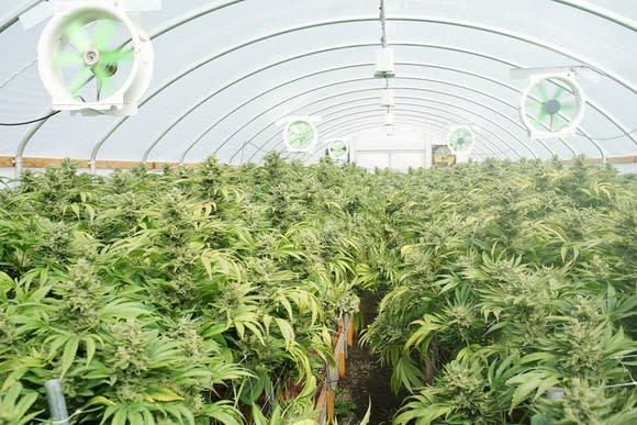 An indoor commercial cannabis grow farm with rows of plants.