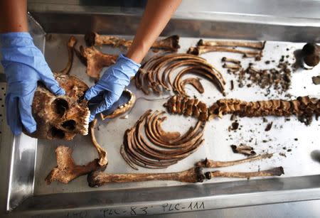A forensic expert of the International Commission on Missing Persons (ICMP) works on trying to identify the remains of a victim of the Srebrenica massacre, at the ICMP centre near Tuzla in this July 9, 2012 file photo. REUTERS/Dado Ruvic/Files