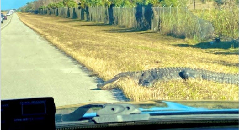 Florida Highway Patrol worked Monday to keep this 12-foot gator off Alligator Alley in Collier County.