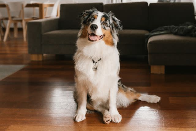 <p>Westend61/Getty</p> Stock image of australian shepherd sitting on hardwood floor at home.