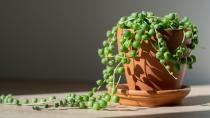 <p> This creeping succulent vine, with its almost spherical leaves, really does look like a string of pearls and looks best suspended from a small hanging basket or gorgeous macrame plant hanger in any bright room. Hailing from South Africa these delicate plants remove toxins from the air and are also seen as symbols of good luck. </p>