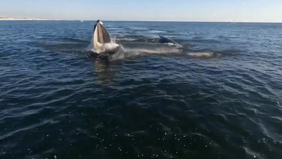 Whales off Seaside Park