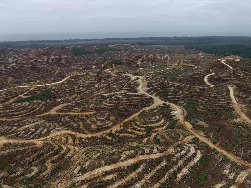 Drone footage reveals the extent of forest destruction in Papua New Guinea: Global Witness