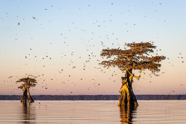 <p>Vicki Santello/Audubon Photography Awards/2023 Plants For Birds Honorable Mention</p>