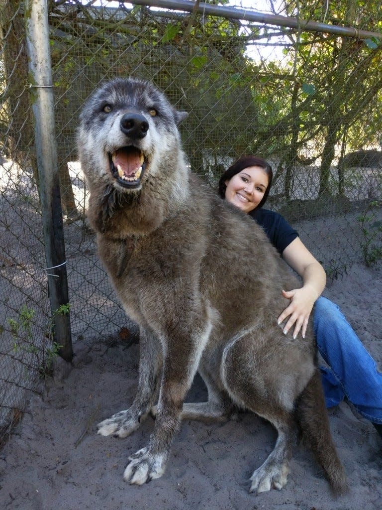 Brittany Allen with Yuki at Shy Wolf Sanctuary in Collier County.