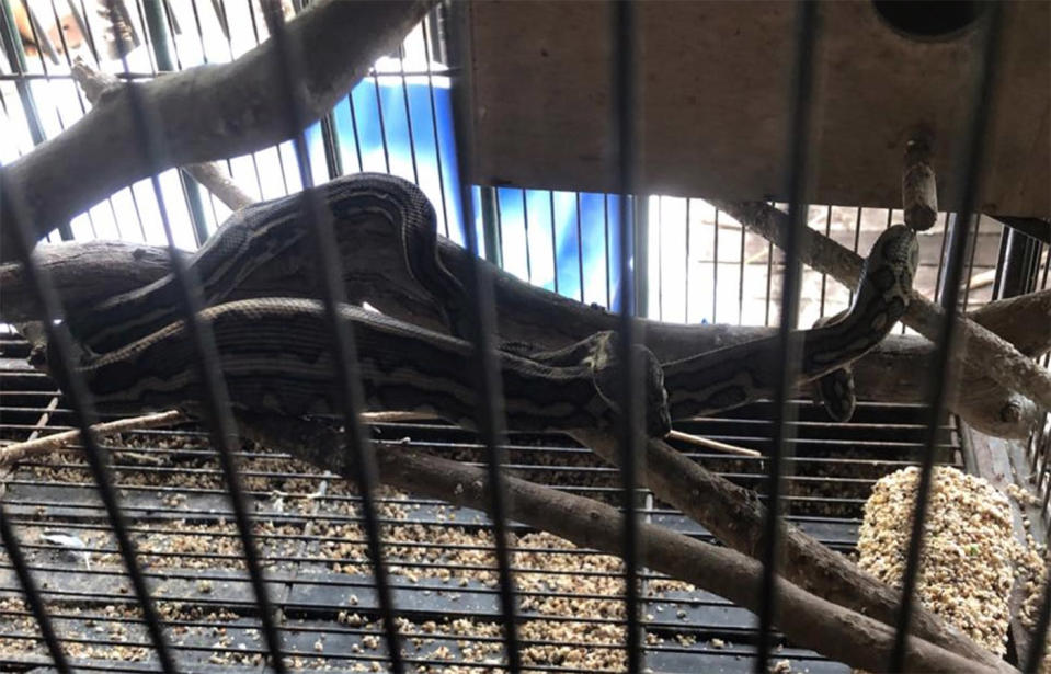 A Brisbane snake catcher has warned bird owners to snake-proof their aviaries and cages. Source: Snake Catchers Brisbane, Ipswich, Logan & Gold Coast/Facebook