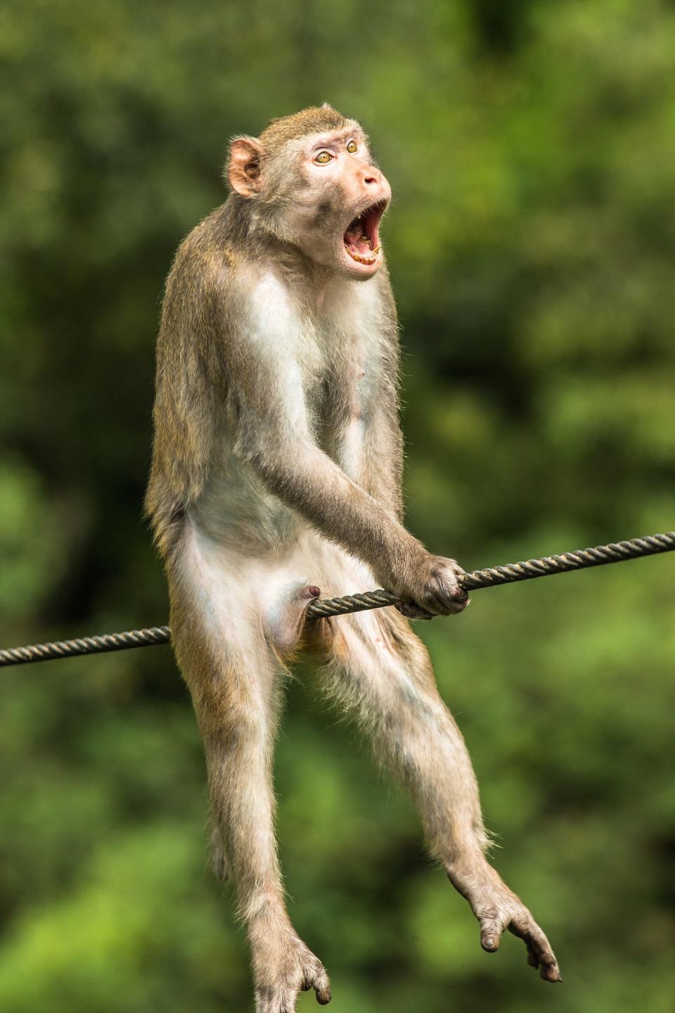 A monkey sits with a rope between its legs. Its facial expression appears pained.