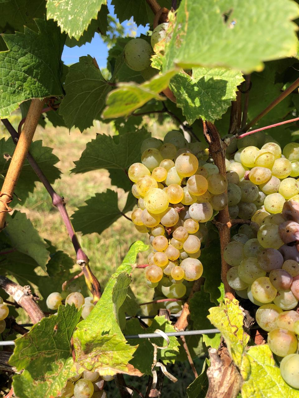 Riesling grapes ripen at Keuka Lake Vineyards in 2023. The spring frost reduced yield, so the winery didn't have to thin clusters during the growing season.