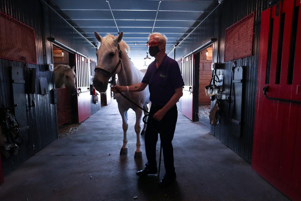 Steve Wilson took Favory Farao out of a stall briefly at Hermitage Farm in Goshen on Aug. 24, 2020.  