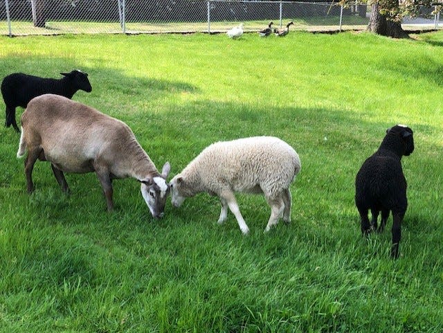 Mama Ophelia and her triplets, Omlet, Oscar and Oatmeal arrived on Tuesday, May 23, 2023 to spend the summer at Griffin’s Half Acre Farm.