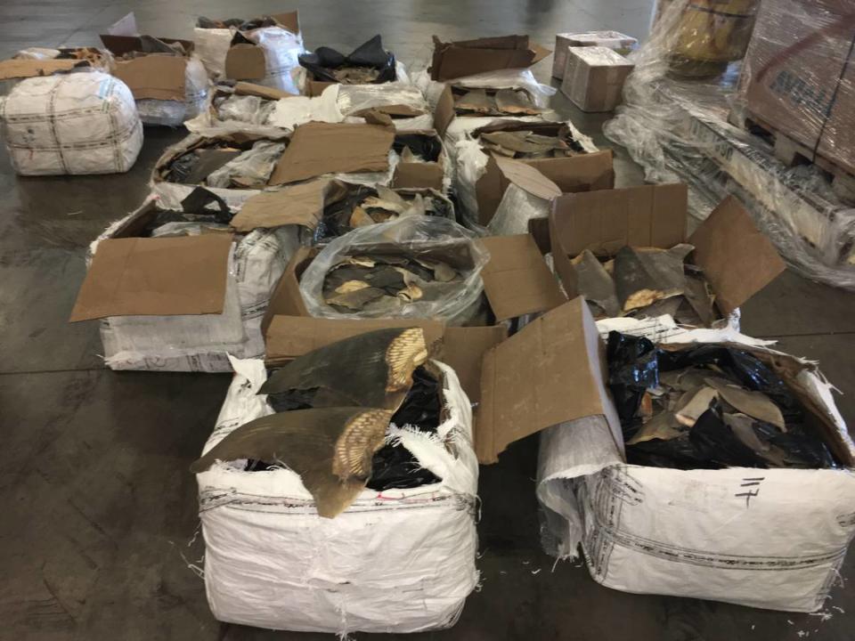 Boxes are displayed opened to reveal thousands of severed shark fins that were found by federal agents at PortMiami Jan. 24, 2020.