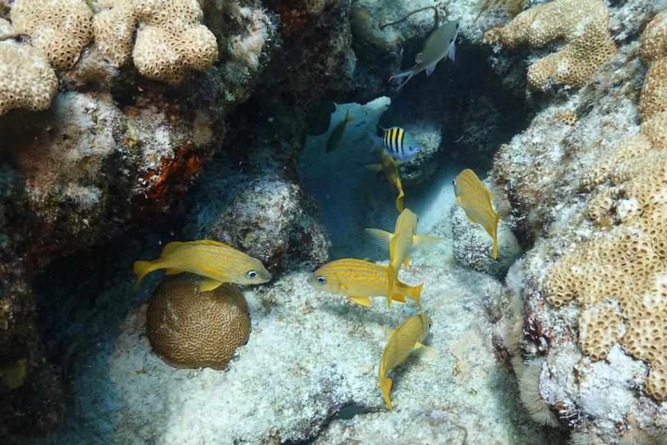 Fish swim through a hole in the coral bed, Friday, Aug. 4, 2023, on Paradise Reef near Key Biscayne, Fla. Scientists from the University of Miami Rosenstiel School of Marine, Atmospheric, and Earth Science established a new restoration research site there to identify and better understand the heat tolerance of certain coral species and genotypes during bleaching events. (AP Photo/Wilfredo Lee)