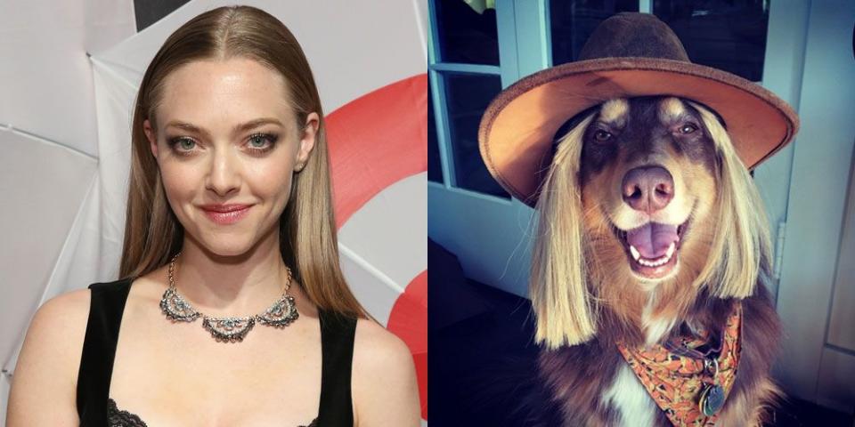 Amanda Seyfried's Dog, Finn