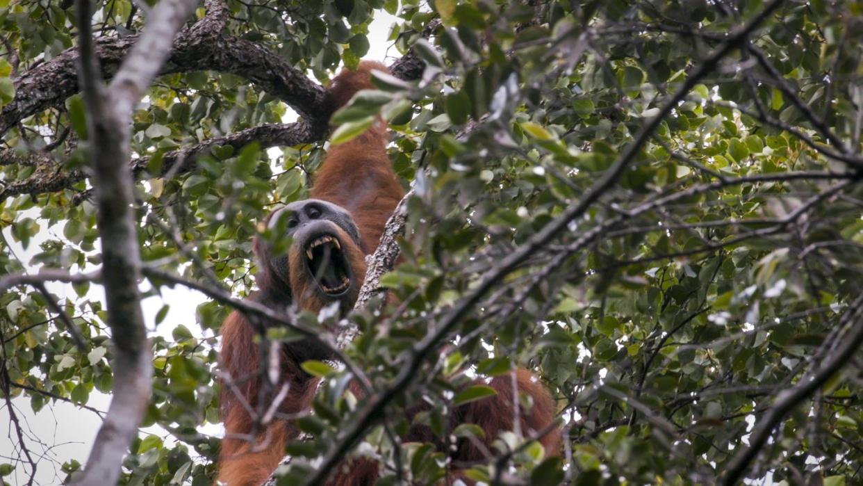 Extrem scheu: Der Tapanuli-Orang-Utan ist der seltenste Menschenaffe der Welt und vom Aussterben bedroht. Foto: Yayasan Ekosistem Lestari