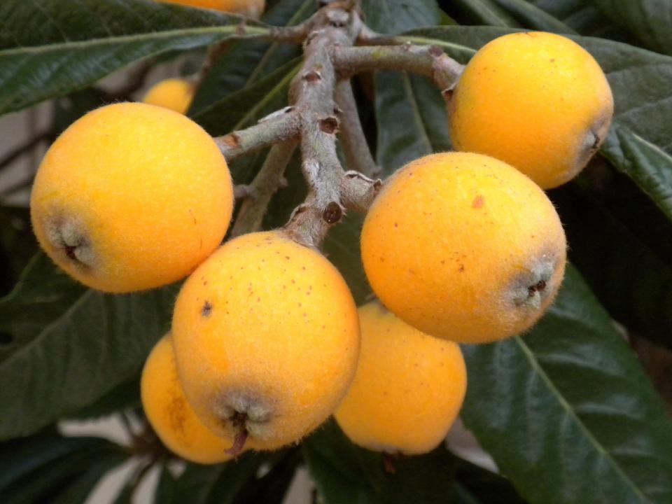 Loquat fruits slowly develop for the rest of the winter, and through the spring.