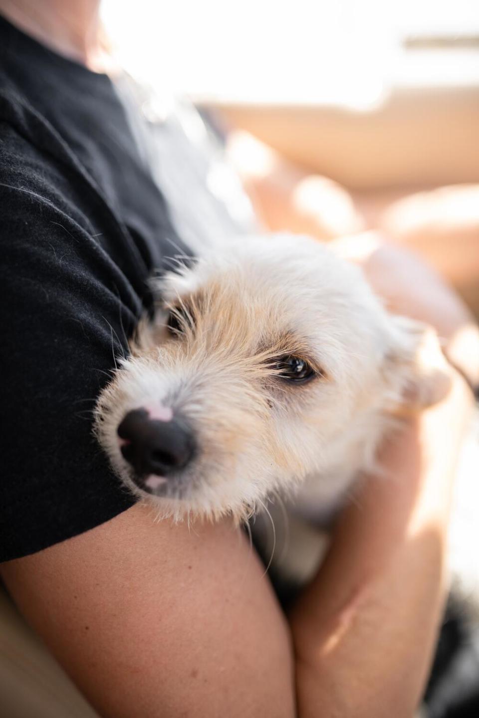 Petra Janney pulled the drowsy young terrier into her lap after takeoff.