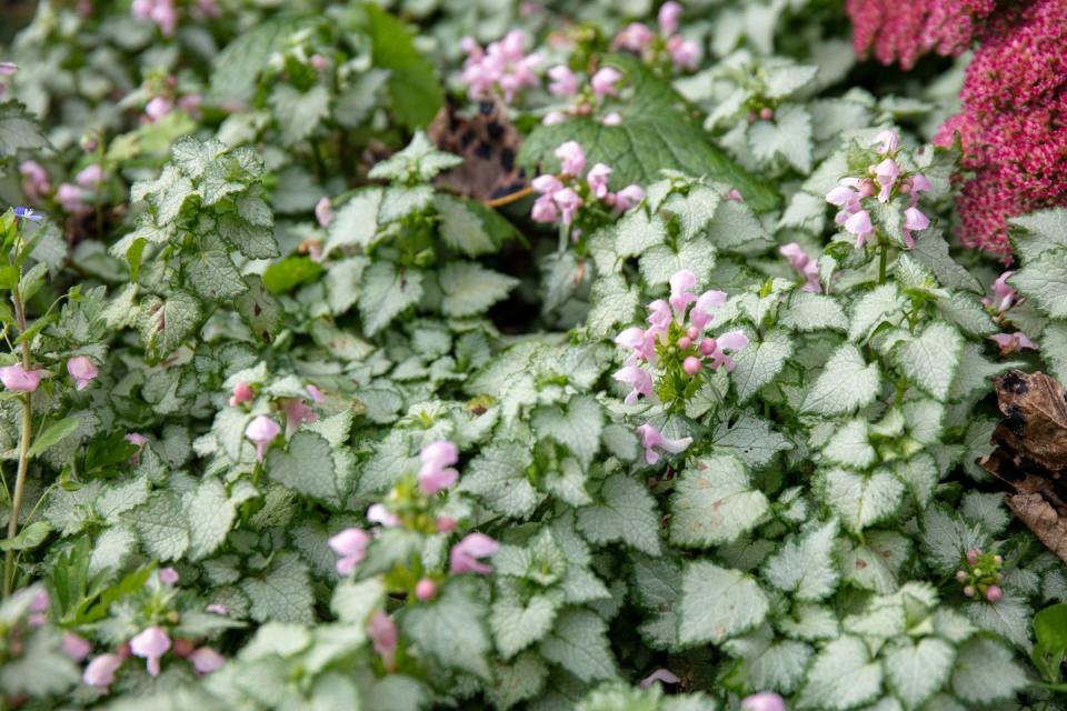 best shade perennials lamium