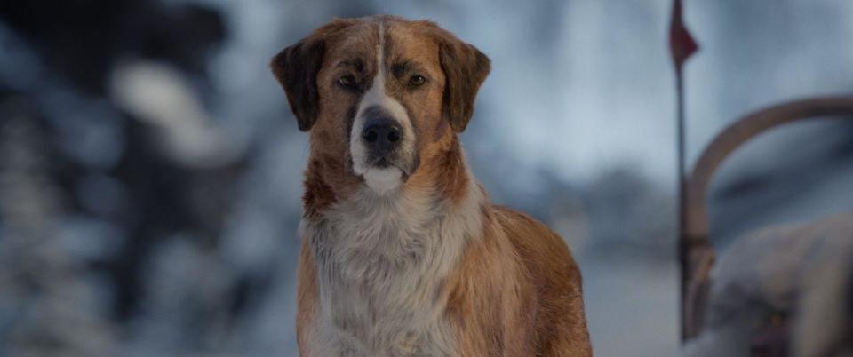 《極地守護犬》全美最多人閱讀經典躍上大銀幕！