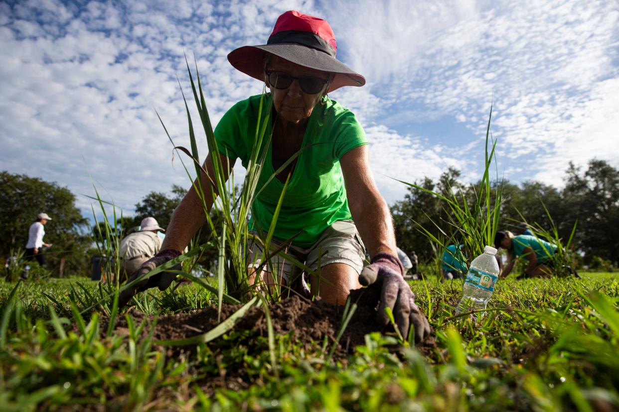 Nancy Ford,  a volunteer plants native flowers at W.P. Franklin South Recreation Area on Saturday,  June 24. It was an event put on by the U.S. Army Corps of Engineers.  