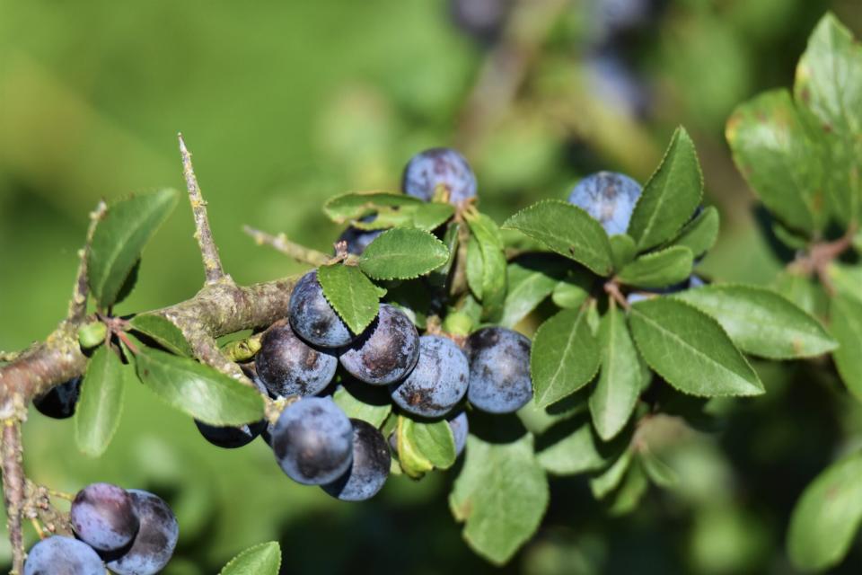 Close-Up Of Huckleberries Growing On Plant