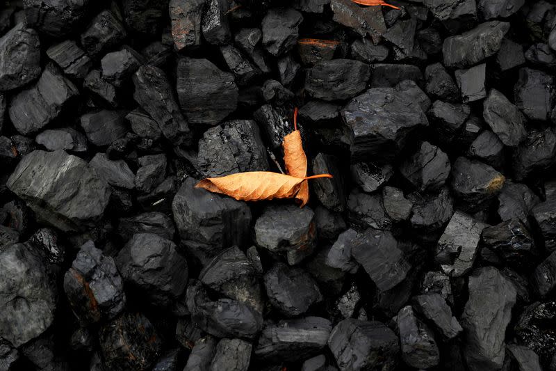 FILE PHOTO: FILE PHOTO: A leaf sits on top of a pile of coal in Youngstown, Ohio
