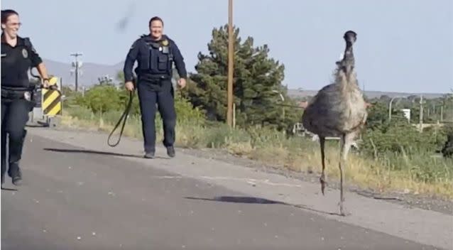 The emu evades the officers several times. Photo: Facebook