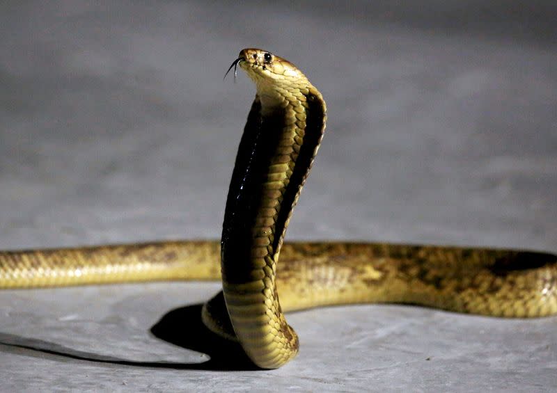 Una cobra durante un espectáculo de Amier El Refaie en la localidad turística de Sharm El Sheikh, en el Mar Rojo (Egipto)