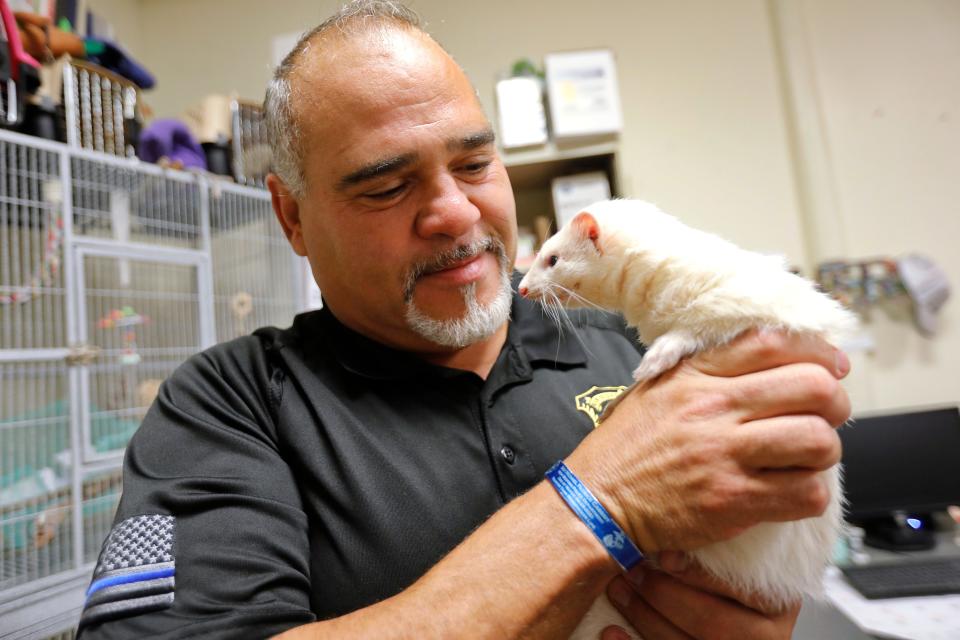 New Bedford Animal Control director, Emmanuel Maciel pulls Slinky out of his cage at his office on Kempton Street in New Bedford. Slinky is a ferret he rescued when it was found in a garbage can by a city resident.