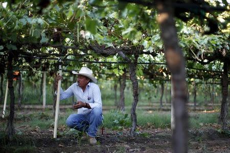 A farm worker takes a break while picking table grapes in Maricopa, California, United States, July 24, 2015. California is in their fourth year of a catastrophic drought. REUTERS/Lucy Nicholson