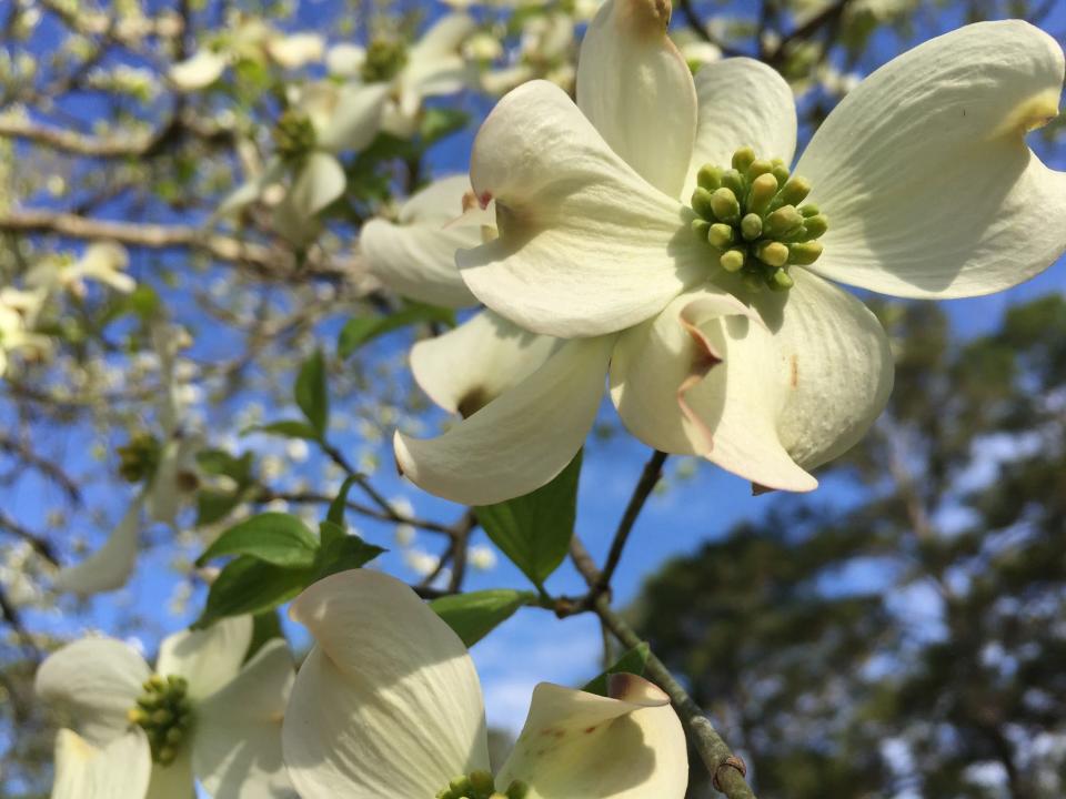 Dogwood trees can bloom for weeks in spring, displaying beautiful four-petaled white flowers.