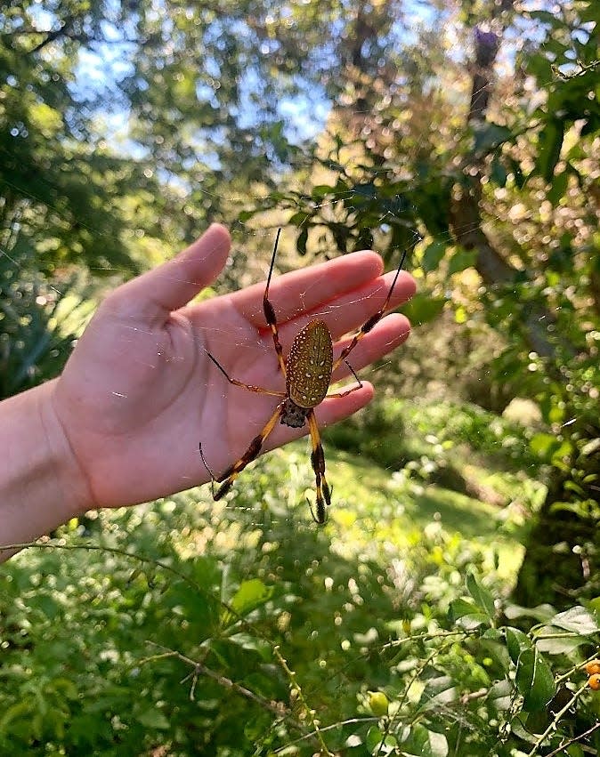 Banana spider females can have a body up to two inches long. Webs can stretch well over three feet wide between trees.