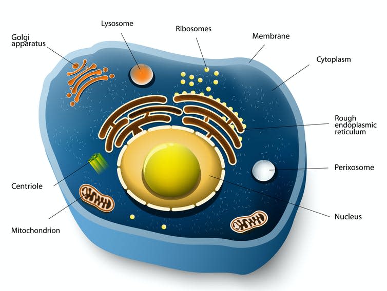 A 3D diagram mapping out the anatomy of a call