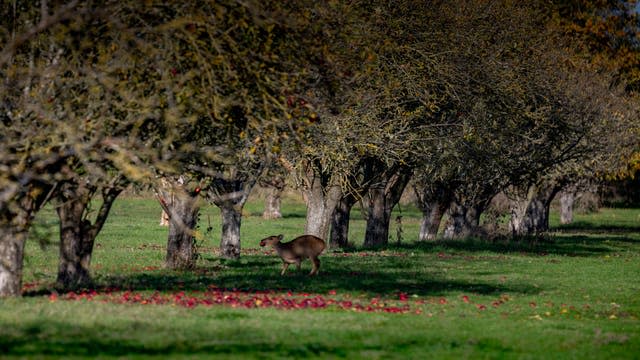 Coton Orchard