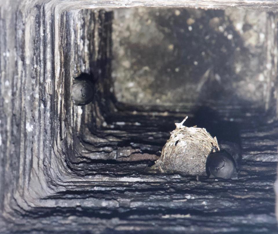 Chimney swifts are shown inside a chimney.