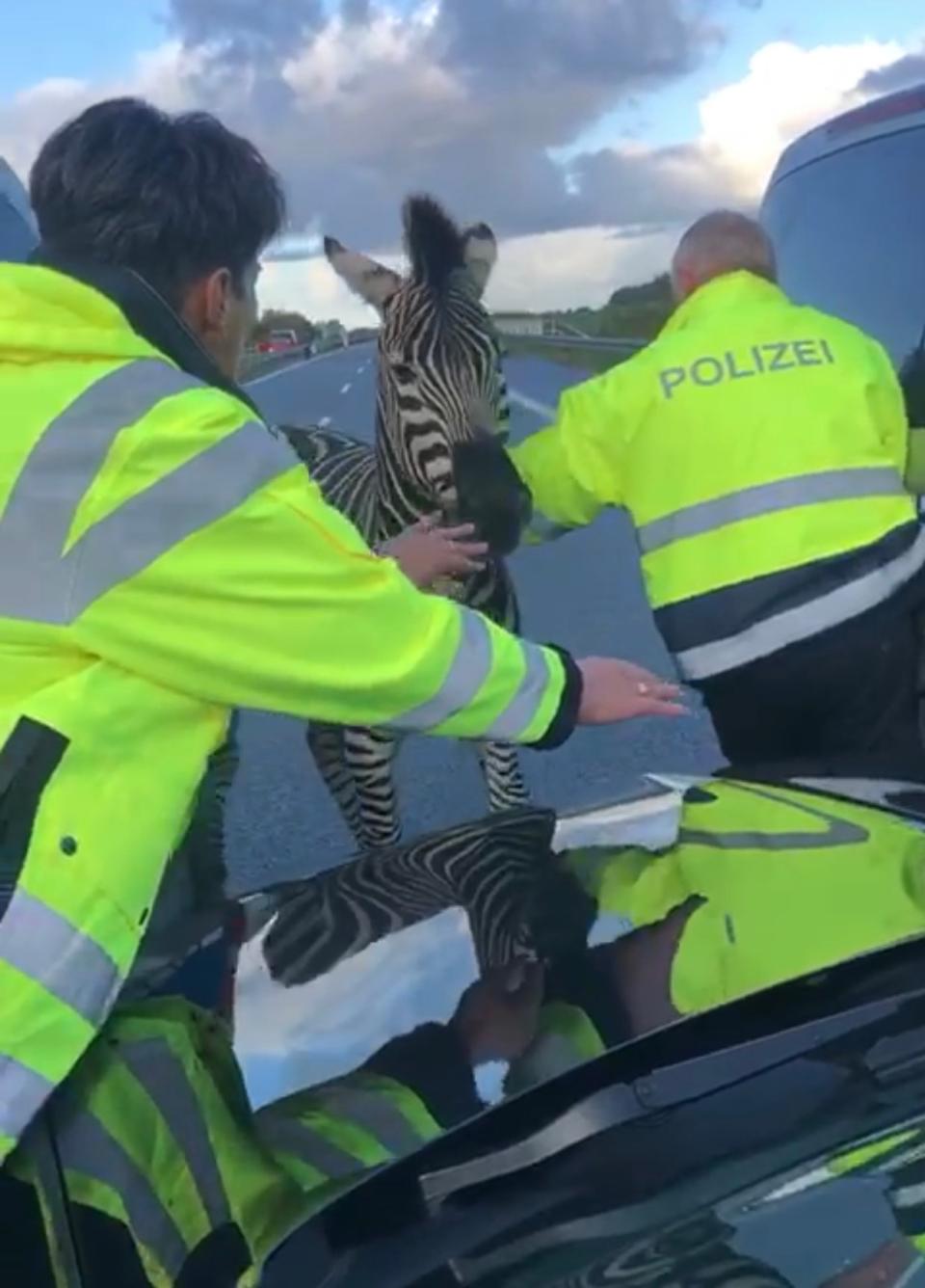 Den Polizisten gelang es nur, eines der beiden Zebras einzufangen (Bild: Tilo Wallrodt/dpa)
