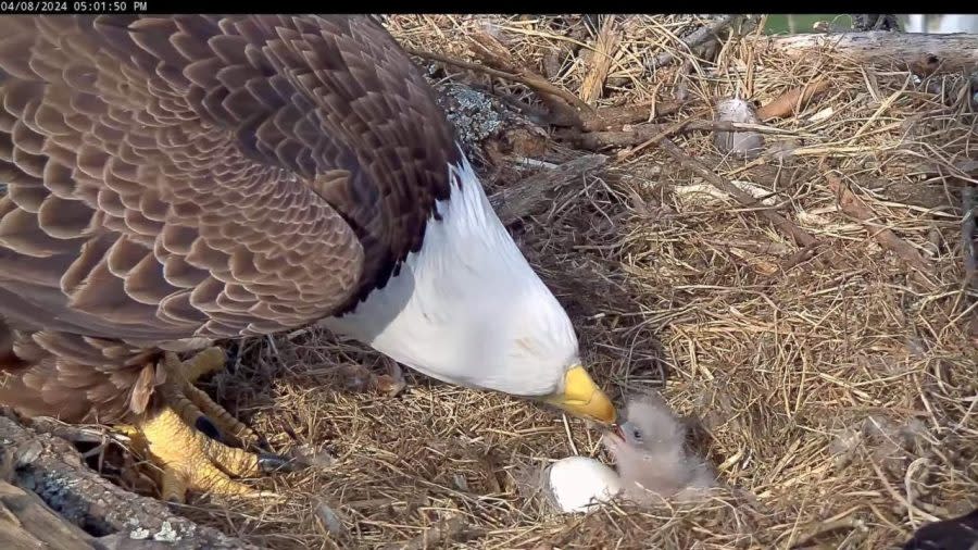 A photo of the National Conservation Training Center’s first eagle chick of 2024 enjoying its first meal. (From the NCTC/U.S. Fish & Wildlife Service Eagle Cam)