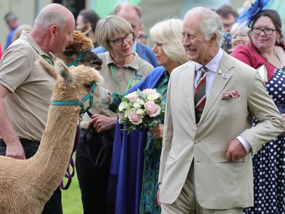 Königin Charles III., Königin Camilla und das Alpaka. (Bild: imago/Parsons Media)